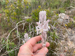 Trachyandra hirsutiflora