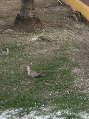 Streptopelia decaocto