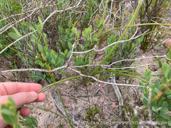Trachyandra hirsutiflora