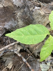 Fraxinus americana