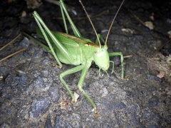 Tettigonia orientalis