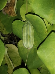 Aristolochia ringens