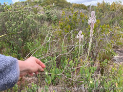Trachyandra hirsutiflora