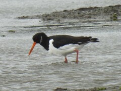 Haematopus ostralegus