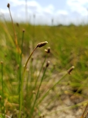 Eleocharis montevidensis