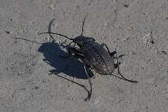 Carabus granulatus