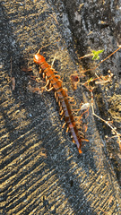 Scolopendra