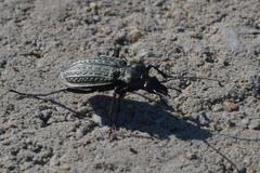 Carabus granulatus