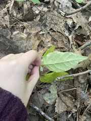 Fraxinus americana