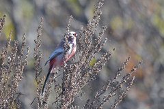 Carpodacus sibiricus