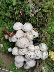 Psathyrella cotonea