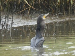 Phalacrocorax carbo