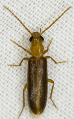 Xanthochroina