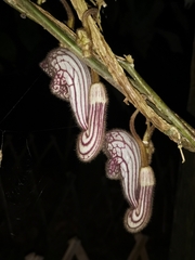 Aristolochia tongbiguanensis