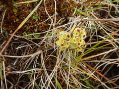 Chrysosplenium tetrandrum