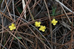 Utricularia subulata