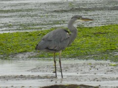 Ardea cinerea cinerea