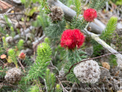 Erica cerinthoides cerinthoides