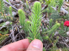 Erica cerinthoides cerinthoides