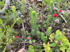 Erica cerinthoides cerinthoides
