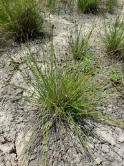 Eleocharis montevidensis