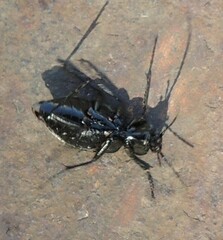 Carabus granulatus