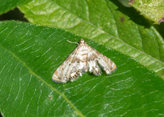 Petrophila fulicalis