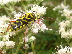 Megacyllene robiniae
