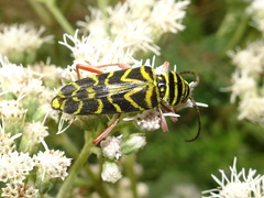 Megacyllene robiniae