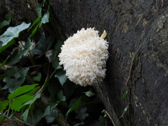 Hericium coralloides
