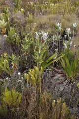 Hermas villosa