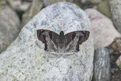 Odontoptilum angulata