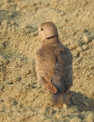Streptopelia tranquebarica