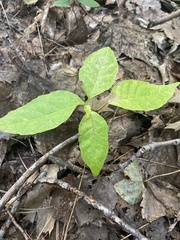 Fraxinus americana