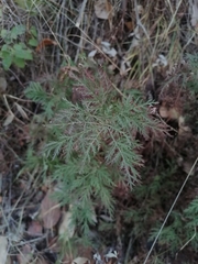 Artemisia gmelinii