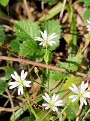 Stellaria