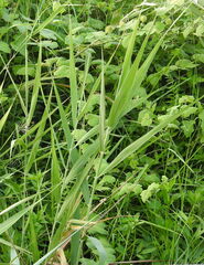 Phragmites karka