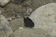 Rohana