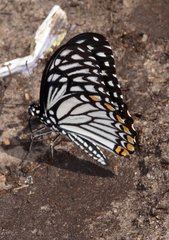 Papilio clytia