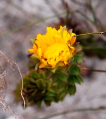 Oedera imbricata