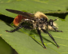 Laphria janus