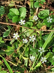 Stellaria