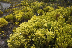 Leucadendron xanthoconus