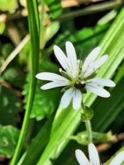 Stellaria