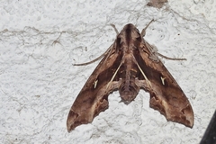 Hemeroplanes ornatus