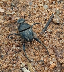 Scarabaeinae