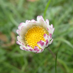 Bellis sylvestris