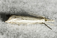 Raphiptera argillaceellus