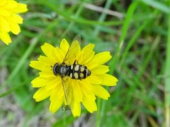 Eupeodes corollae