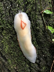 Triboniophorus graeffei